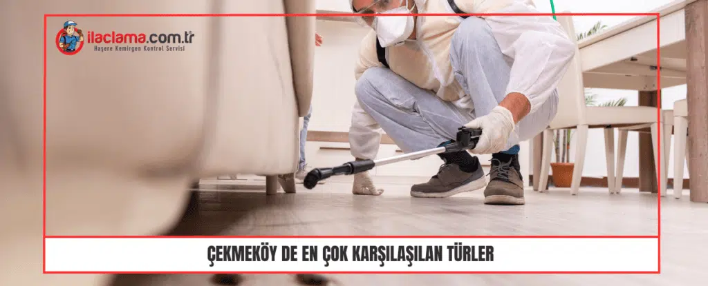 Çekmeköy de En çok Karşılaşılan Türler