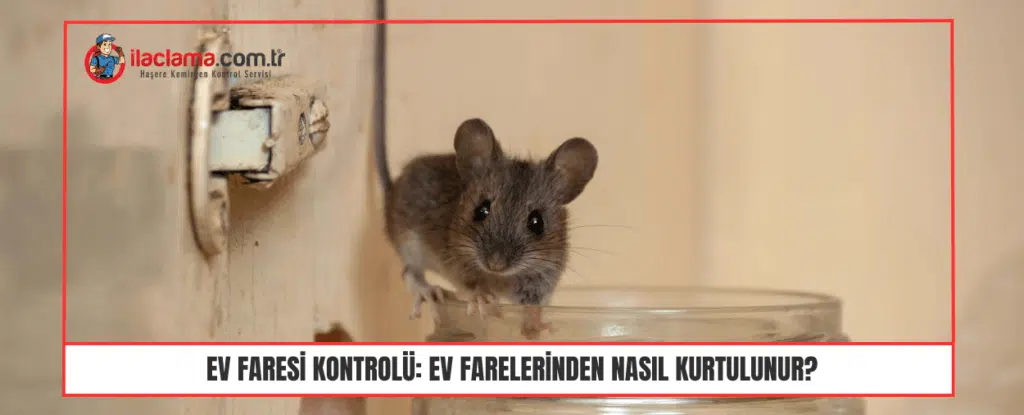 Ev Faresi Kontrolü Ev Farelerinden Nasıl Kurtulunur