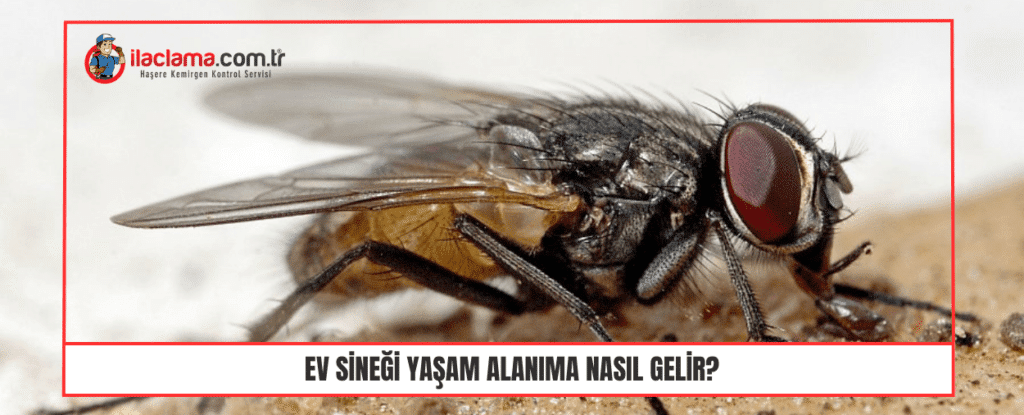 Ev Sineği Yaşam Alanıma Nasıl Gelir