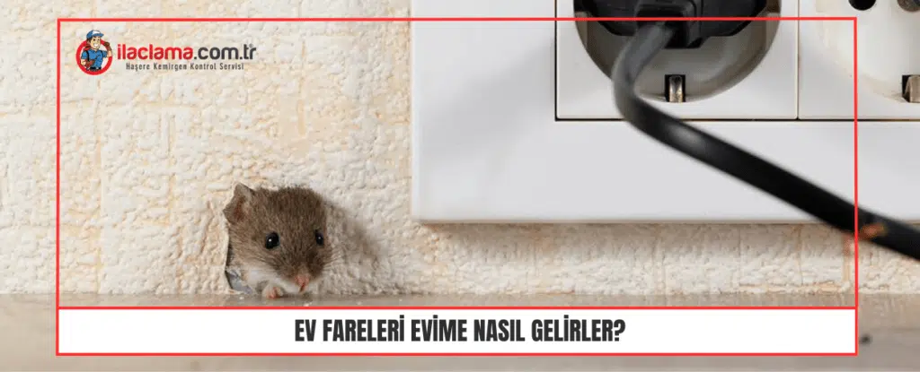 Ev fareleri evime nasıl gelirler