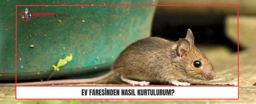 Ev faresinden nasıl kurtulurum