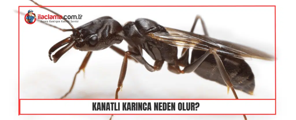 kanatlı karınca neden olur