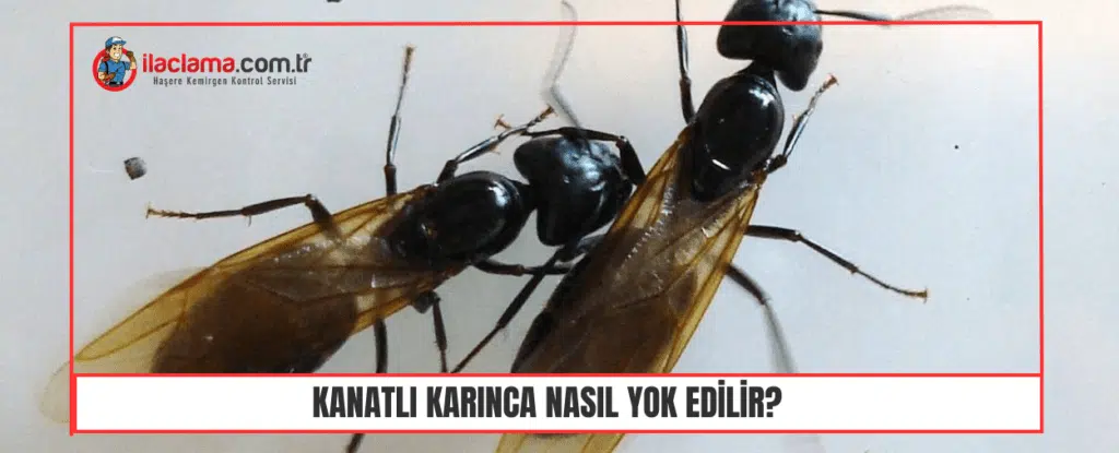 kanatlı karınca nasıl yok edilir