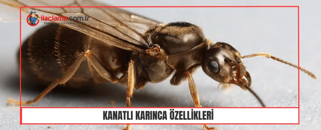 kanatlı karınca özellikleri