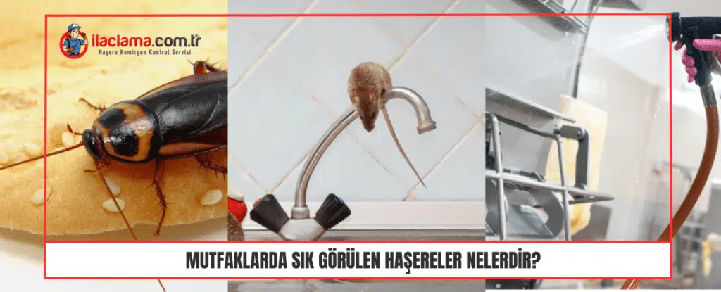 Mutfaklarda sık Görülen Haşereler Nelerdir