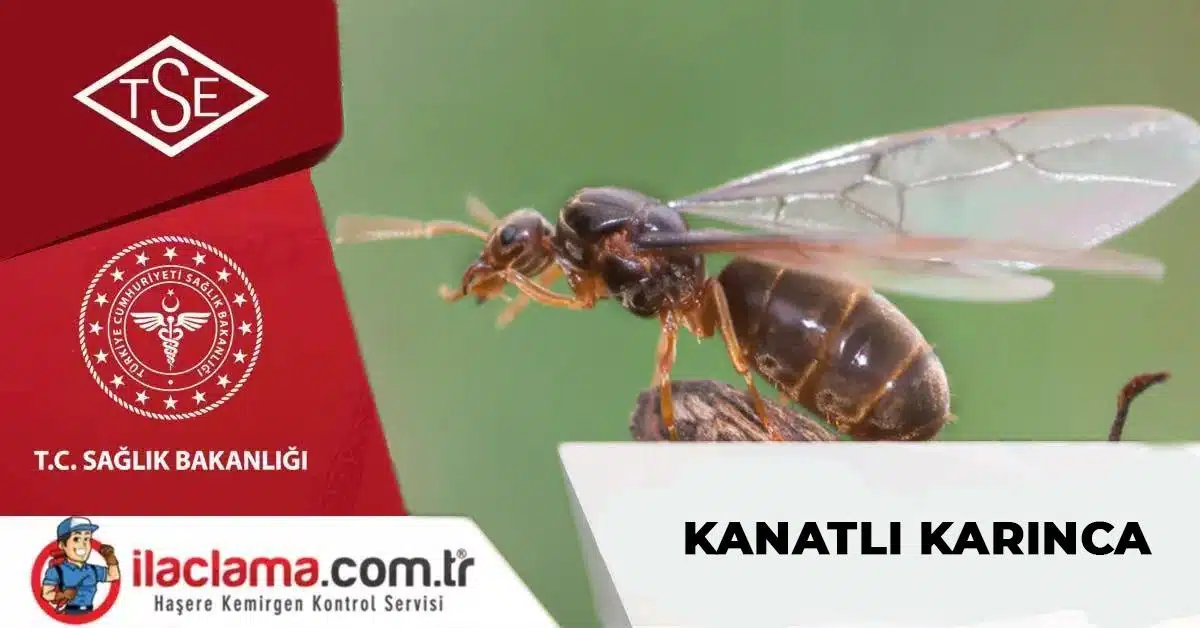 kanatlı karınca