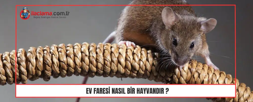 Ev faresi nasıl bir hayvandır