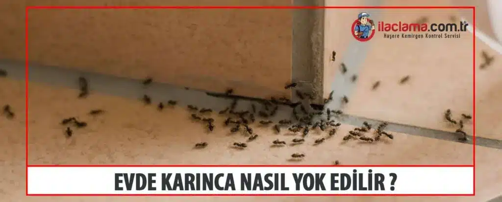 evde karınca nasıl yok edilir