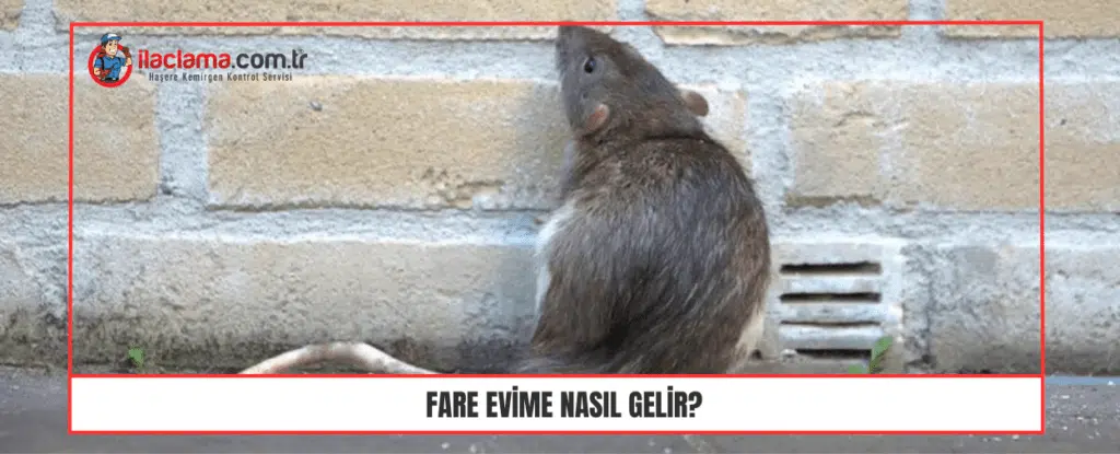 Fare evime nasıl gelir