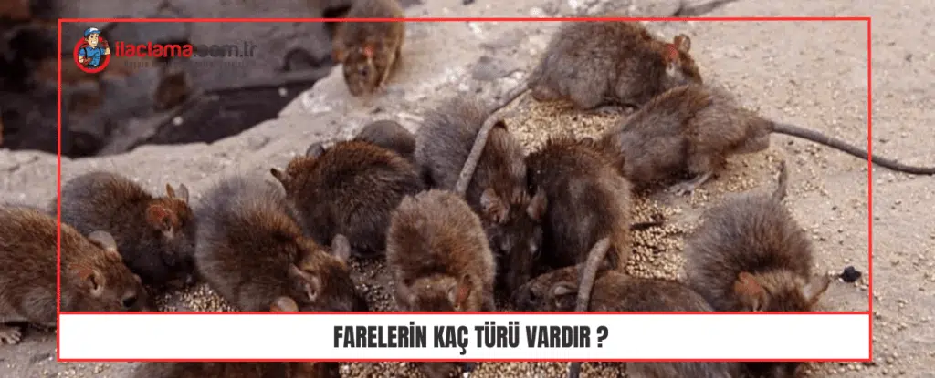 Farelerin kaç türü vardır