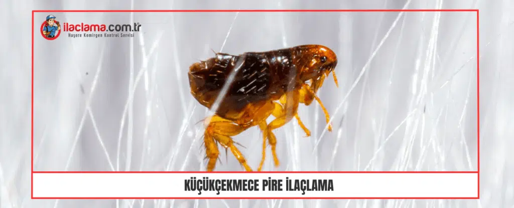 Küçükçekmece pire ilaçlama