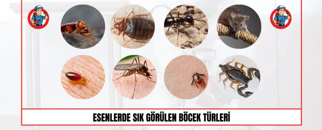 esenlerde sık görülen-böcek türleri 