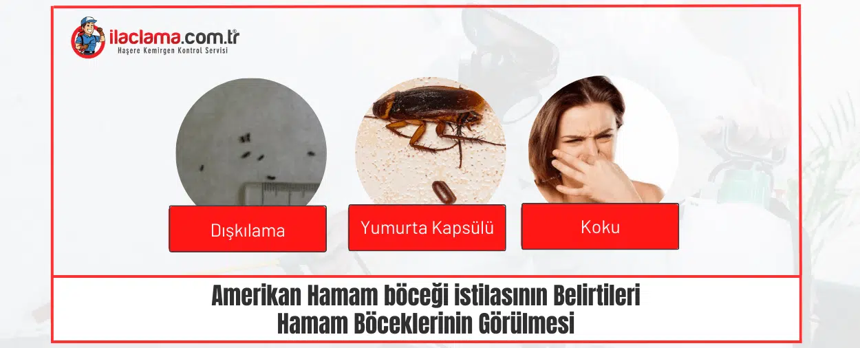 amerikan hamam böceği istilasının belirtileri