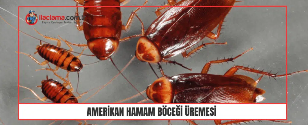 amerikan hamam böceği üremesi