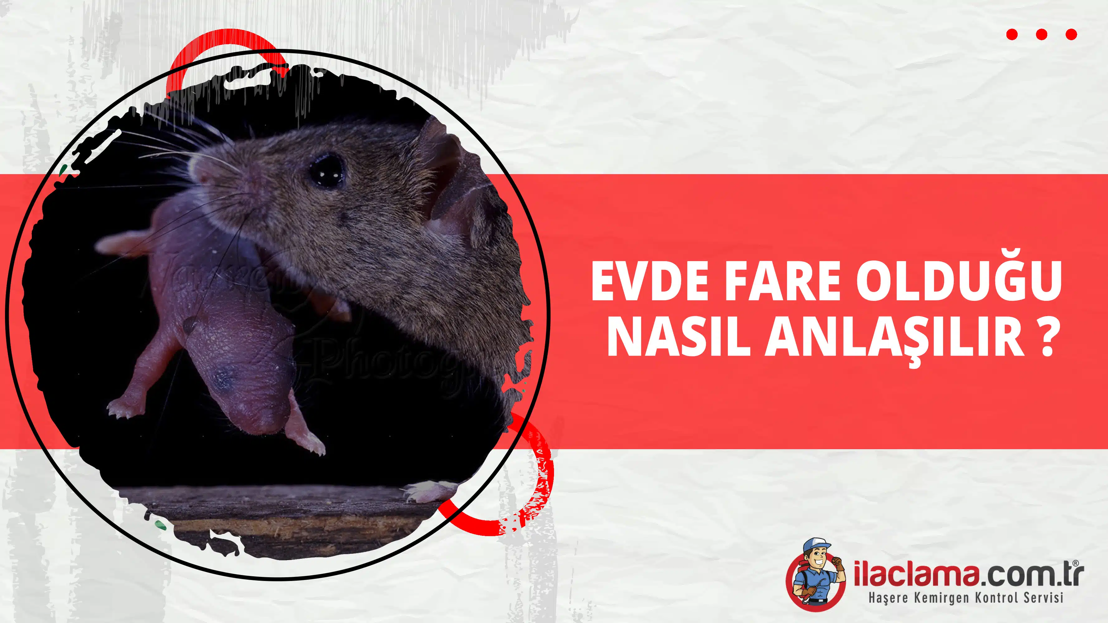 Evde Fare Olduğu Nasıl Anlaşılır