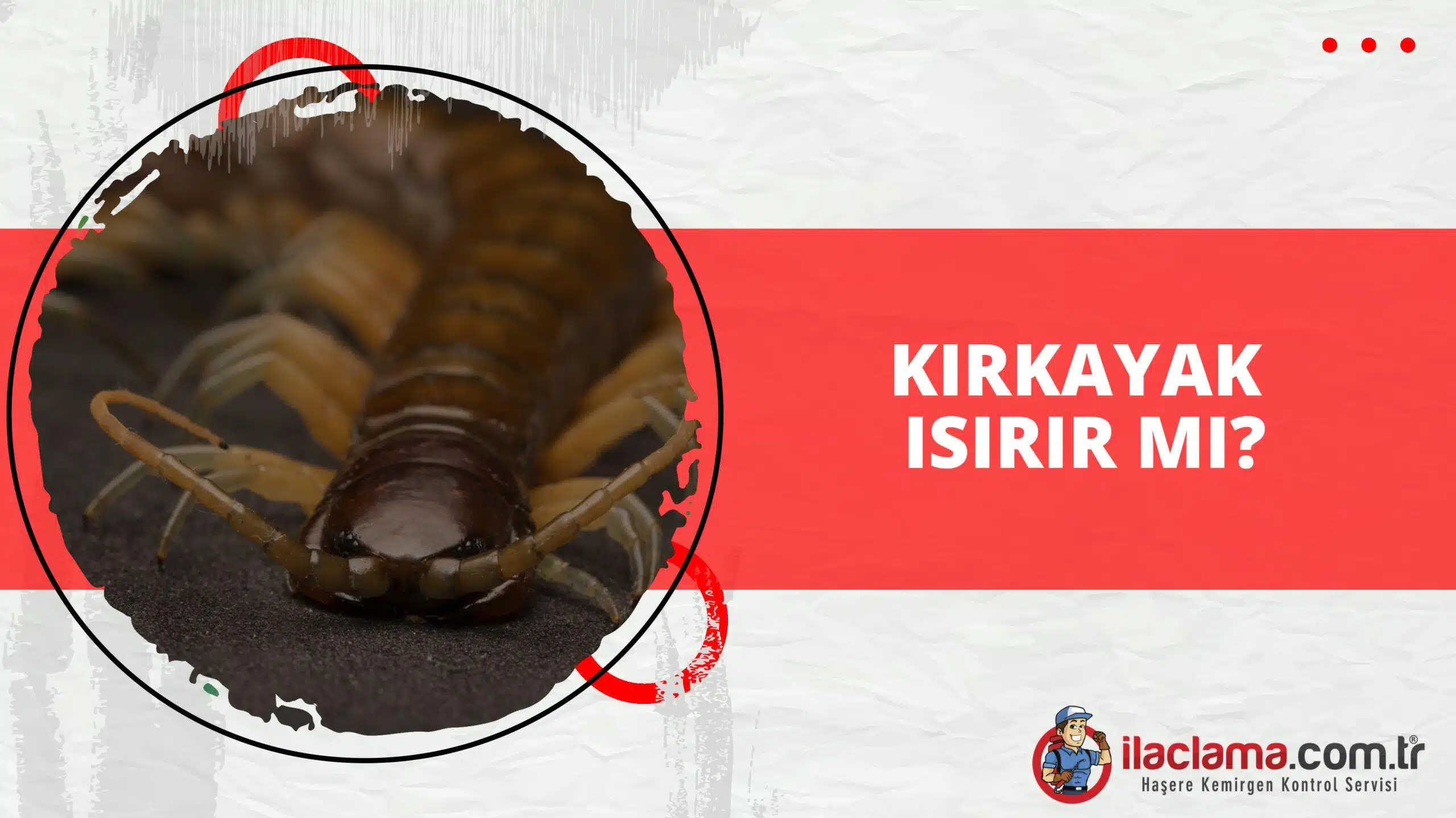 Kırkayak Isırır mı