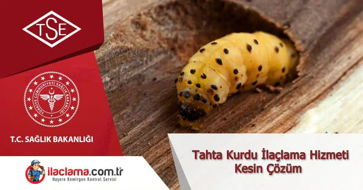 tahta-kurdu-kesin-çözüm, tahta-kurdu-ilaçlama