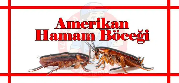 amerikan-hamam-böceği, hamam-böceği-ilaçlama-istanbul