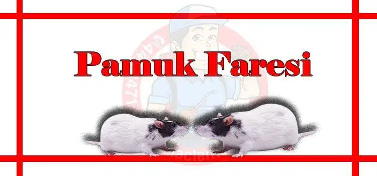 pamuk-fare-istanbul, fare-ilaçlama-fiyat