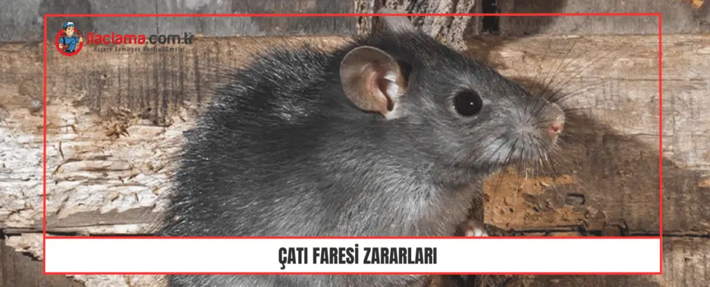 Çatı faresi zararları