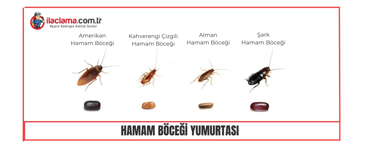 hamam böceği yumurtası ve türleri