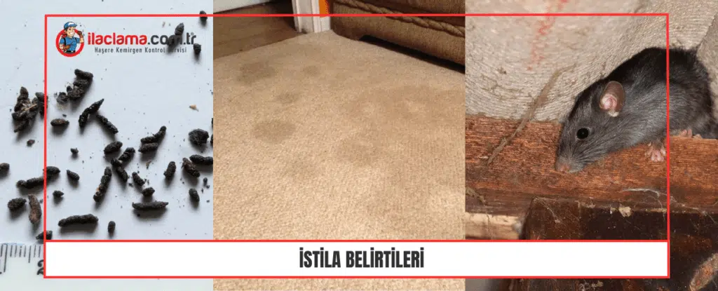 İstila Belirtileri