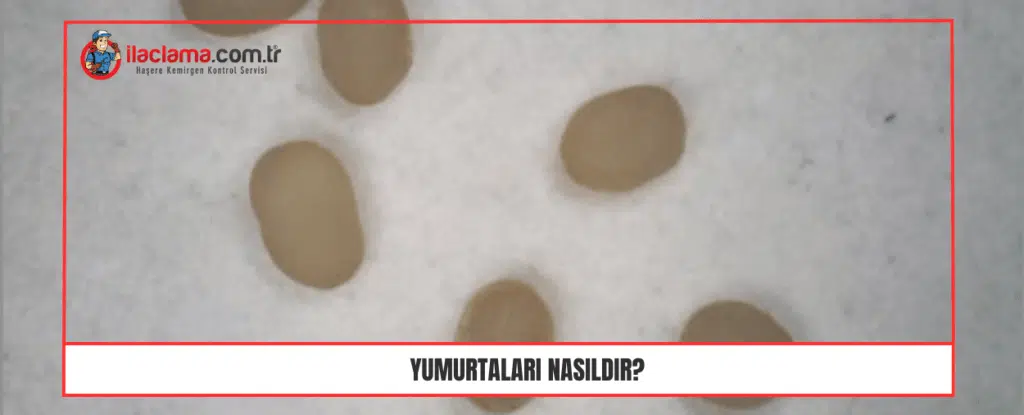 Yumurtaları Nasıldır