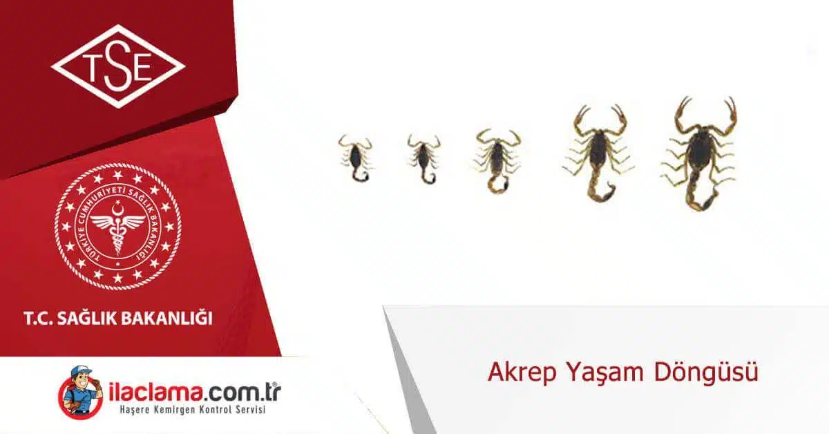 akrep-yaşam-döngüsü