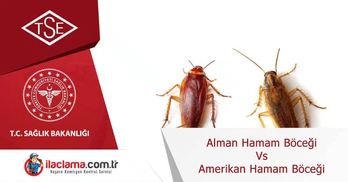 alman-hamamböceği-vs-amerikan-hamam-böceği