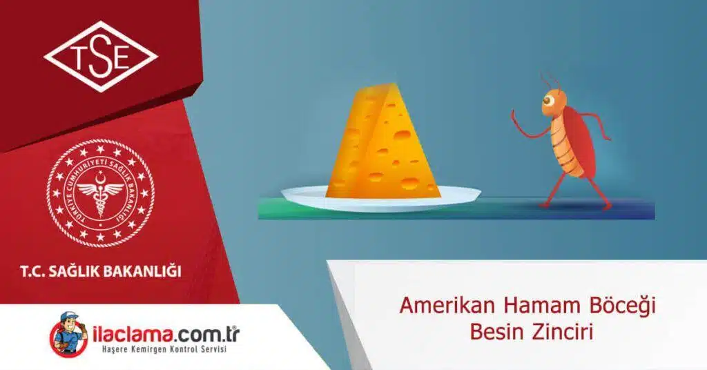 amerikan hamamböceği besin zinciri