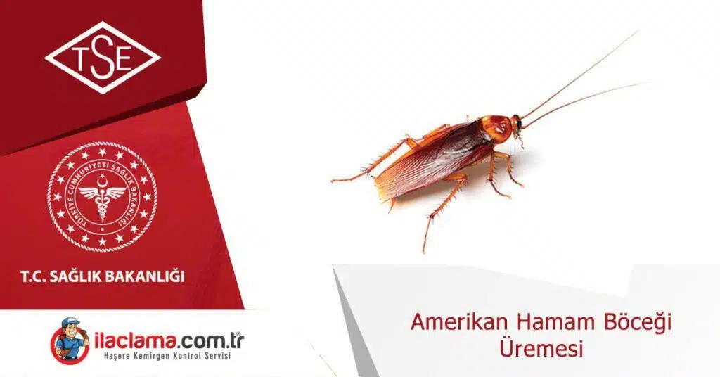 amerikan hamamböceği üremesi