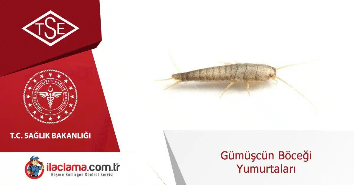 gümüscün-böcegi-yumurtaları