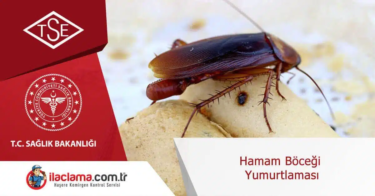 hamamböceği yumurtlaması