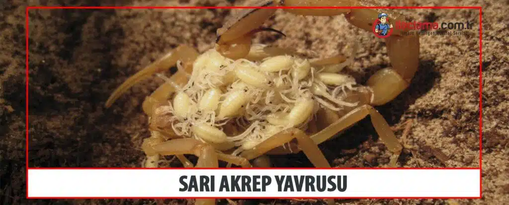 sarı akrep yavrusu