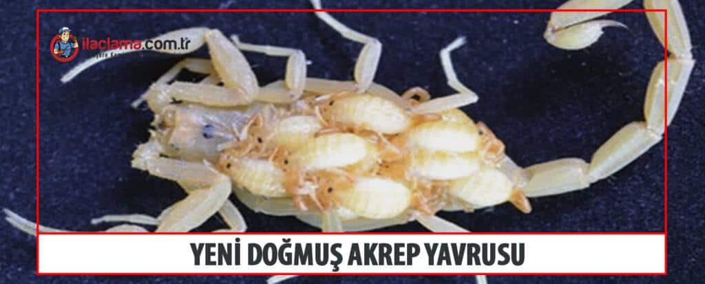 yeni doğmuş akrep yavrusu