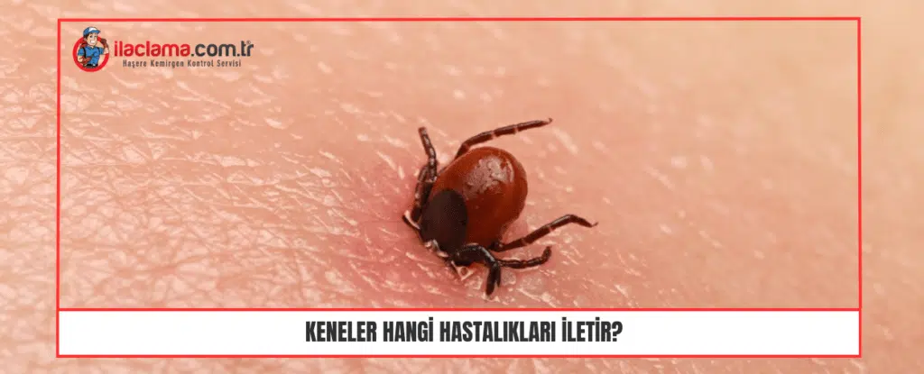 Keneler hangi hastalıkları iletir