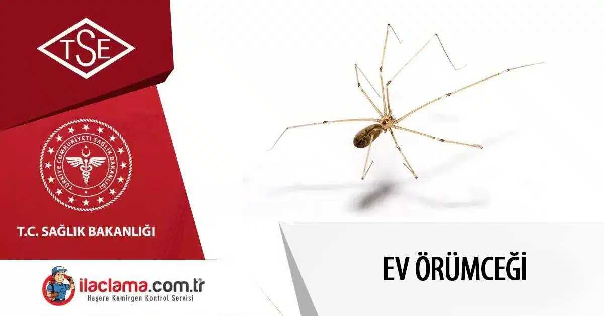 ev örümceği