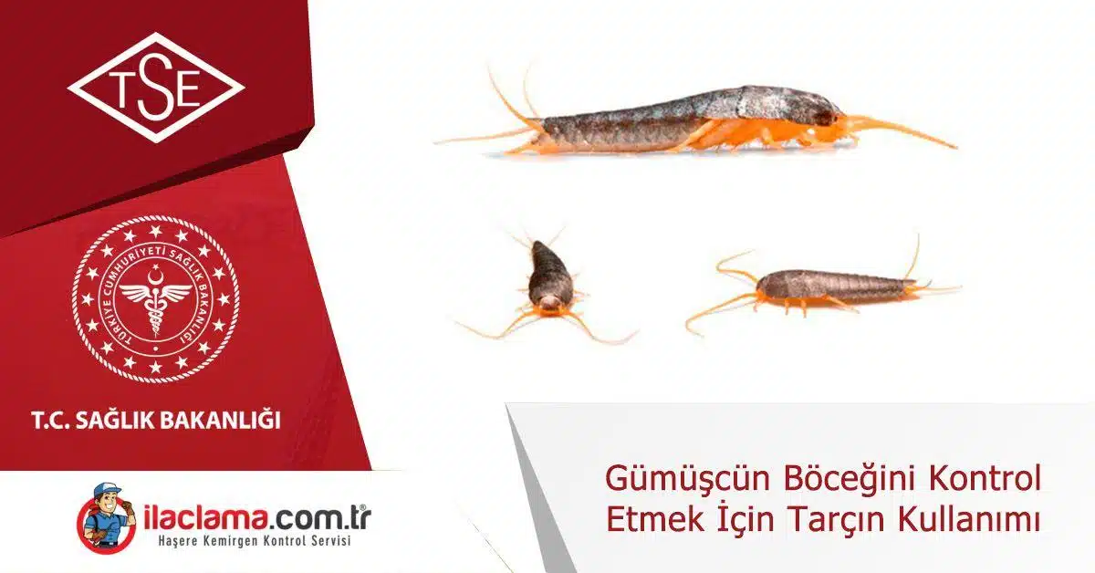 gümüşcün-böceği