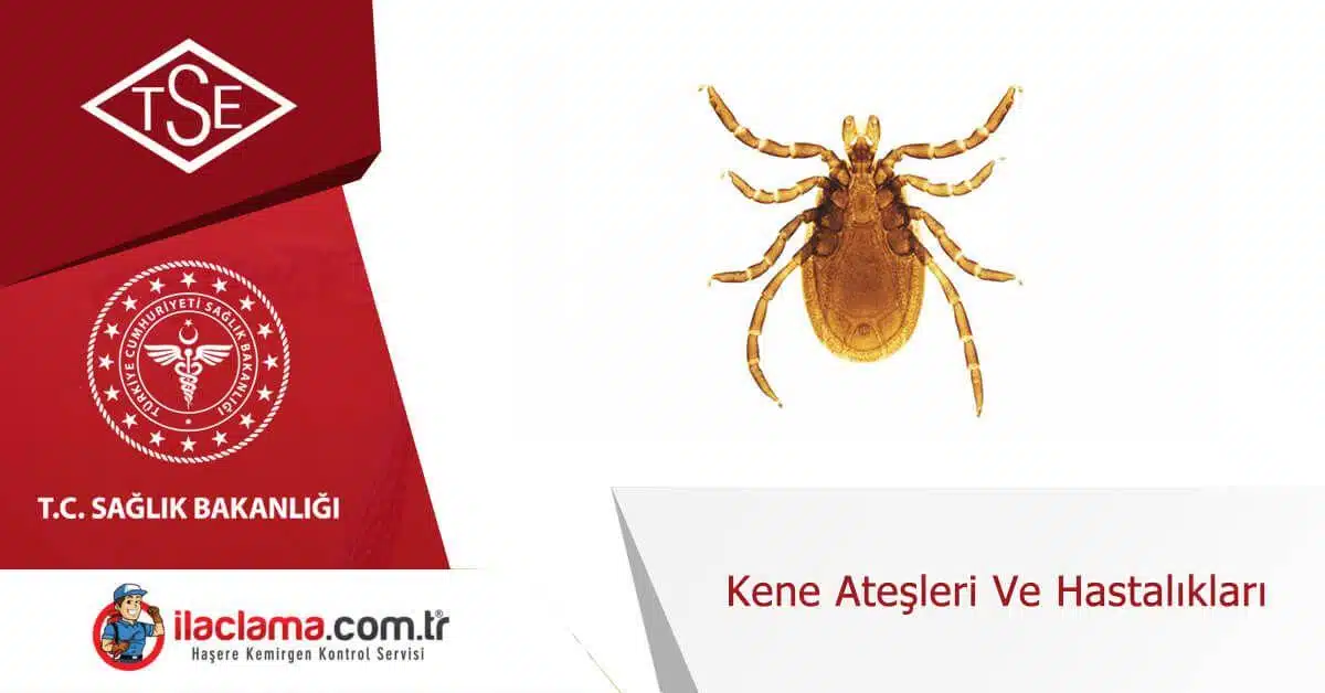 Kene ateşleri ve hastalıkları