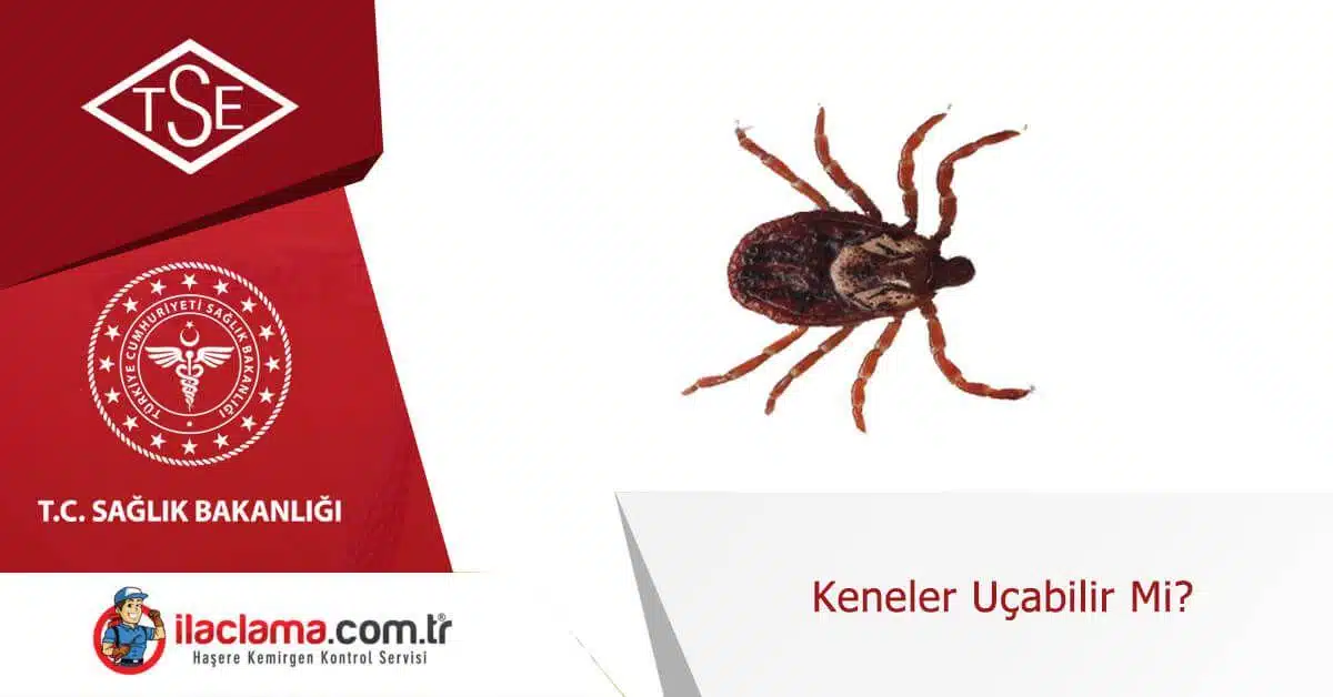 keneler-uçabilir-mi