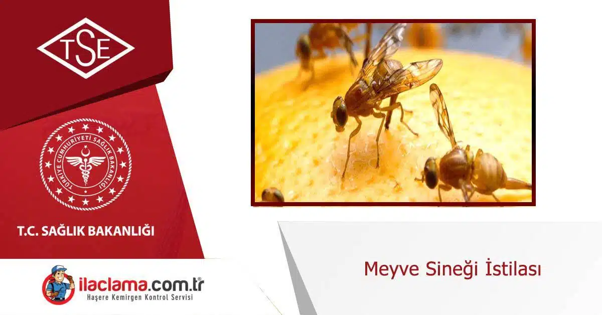 meyve-sineği-istilası