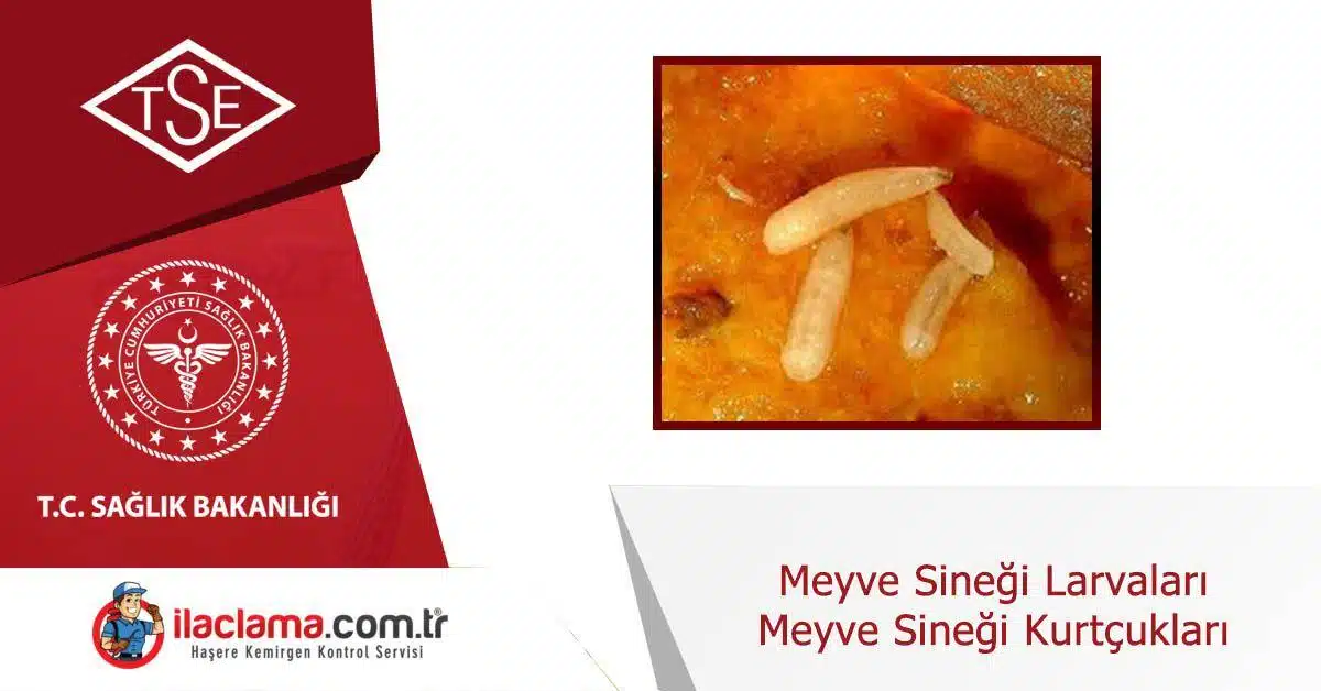 meyve-sinegi-larvaları-kurtçukları