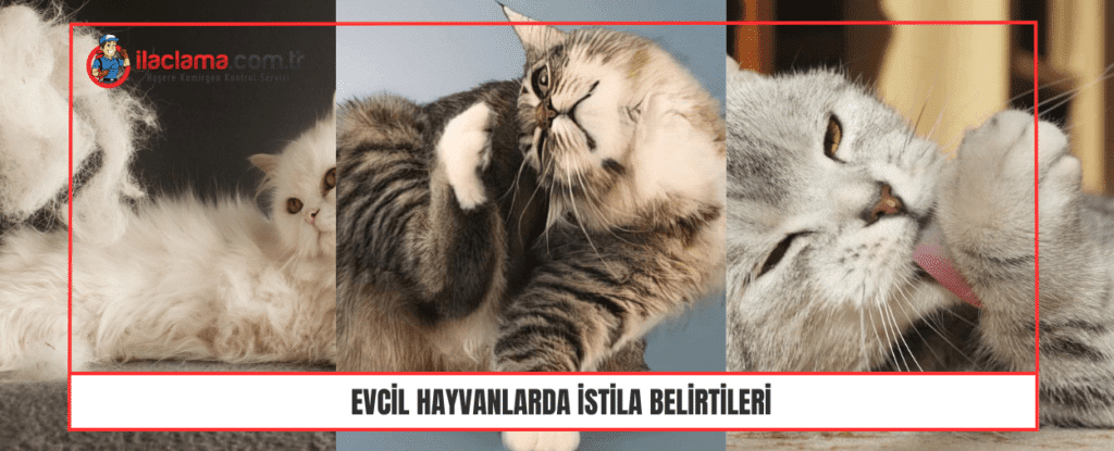 Evcil Hayvanlarda İstila Belirtileri