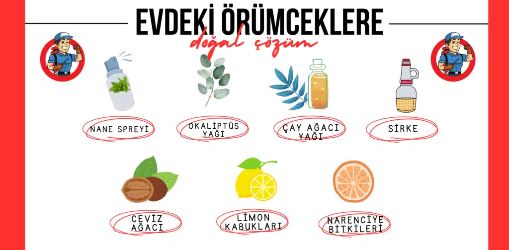 Evdeki Örümceklere Doğal Çözüm