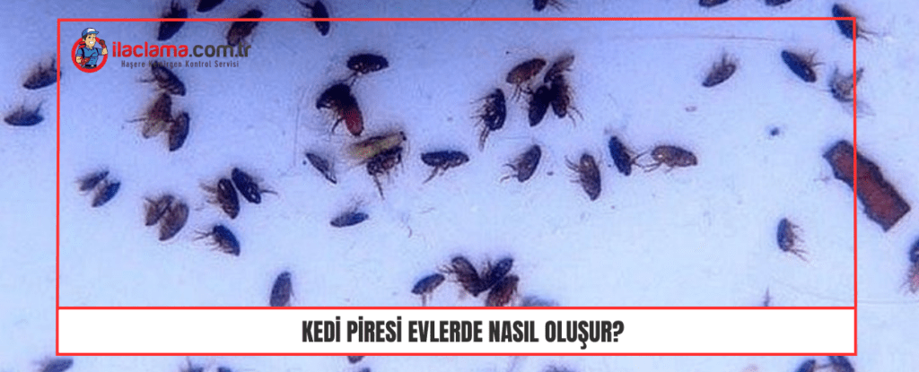 Kedi Piresi Evlerde Nasıl Oluşur