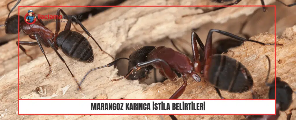 Marangoz Karınca İstila belirtileri