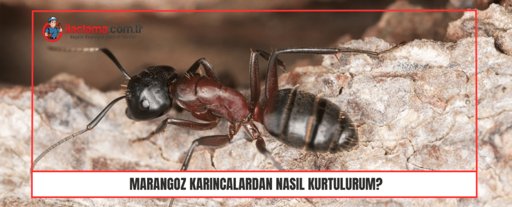 Marangoz Karıncalardan Nasıl Kurtulurum