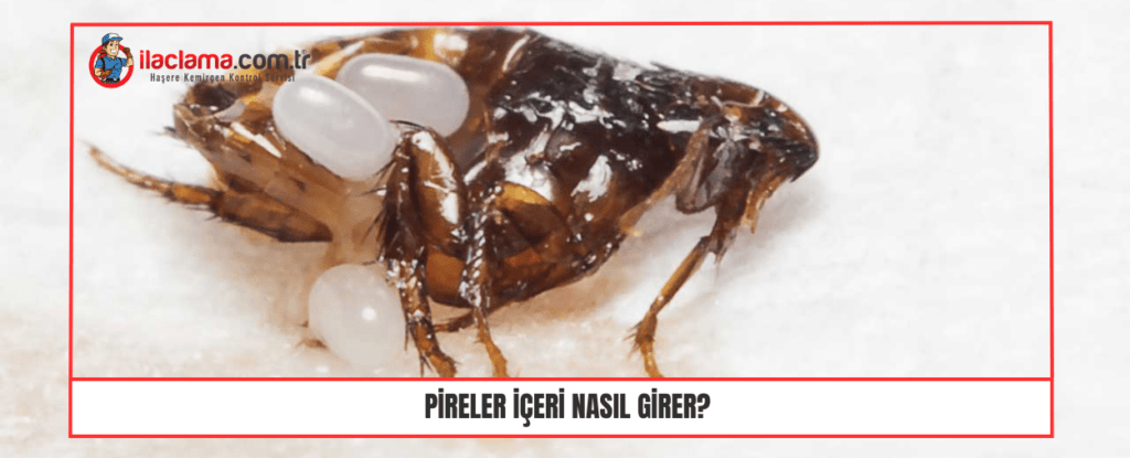 Pireler içeri nasıl girer