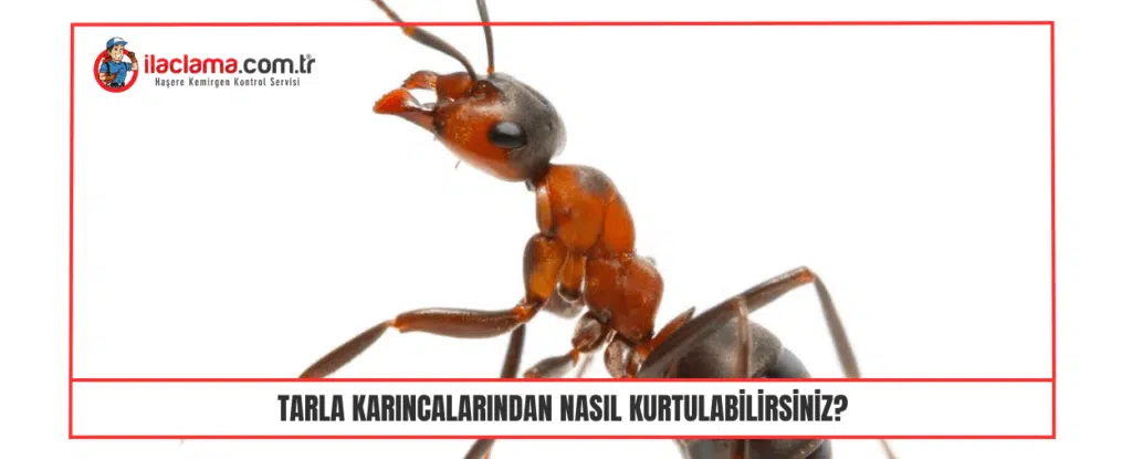 Tarla Karıncalarından Nasıl kurtulabilirsiniz