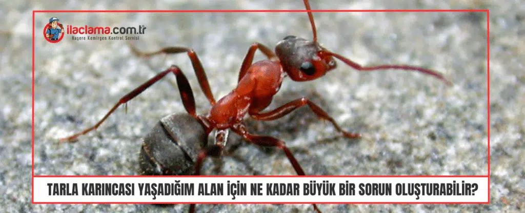 Tarla karıncası yaşadığım alan için ne kadar büyük bir sorun oluşturabilir